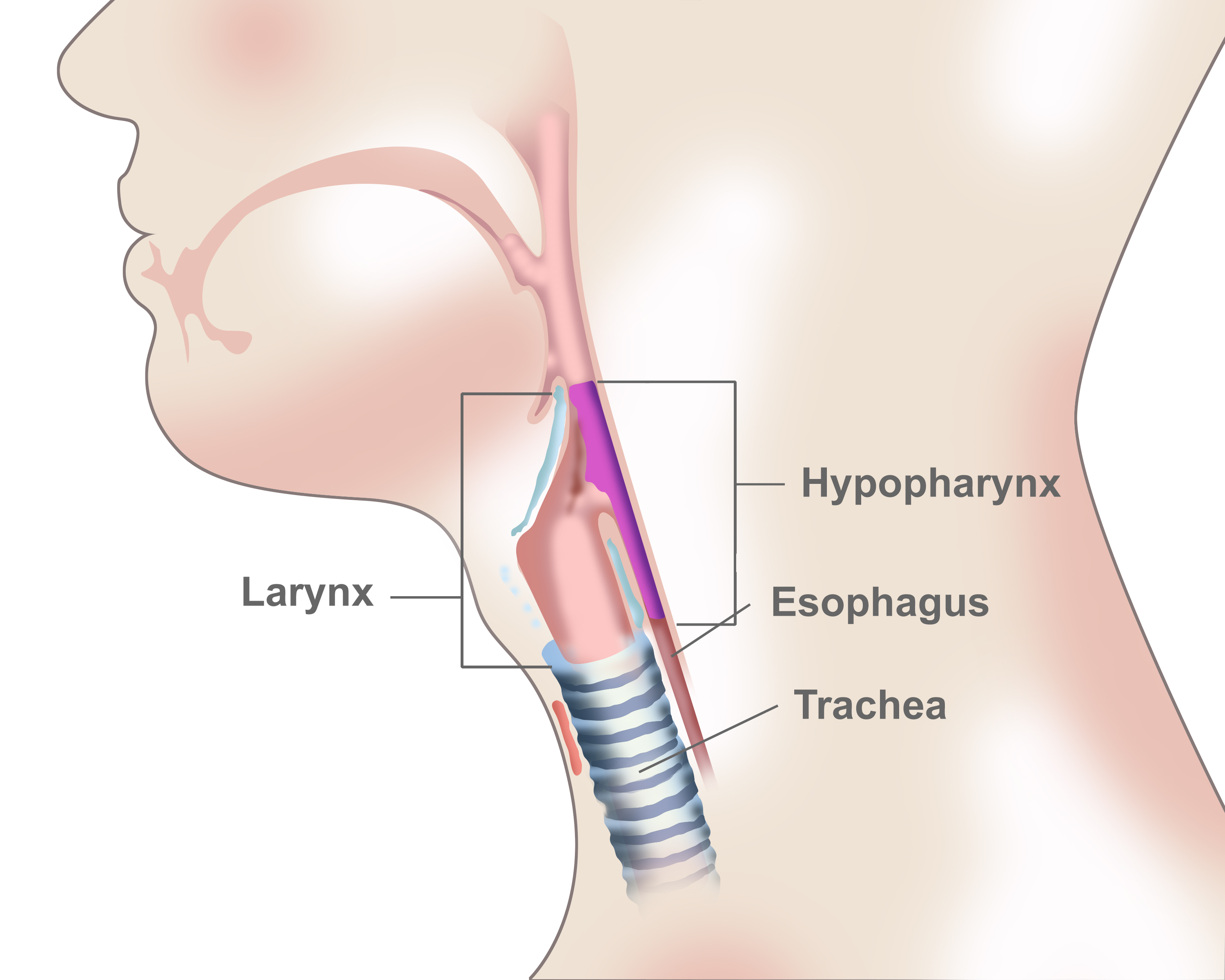 hypopharynx