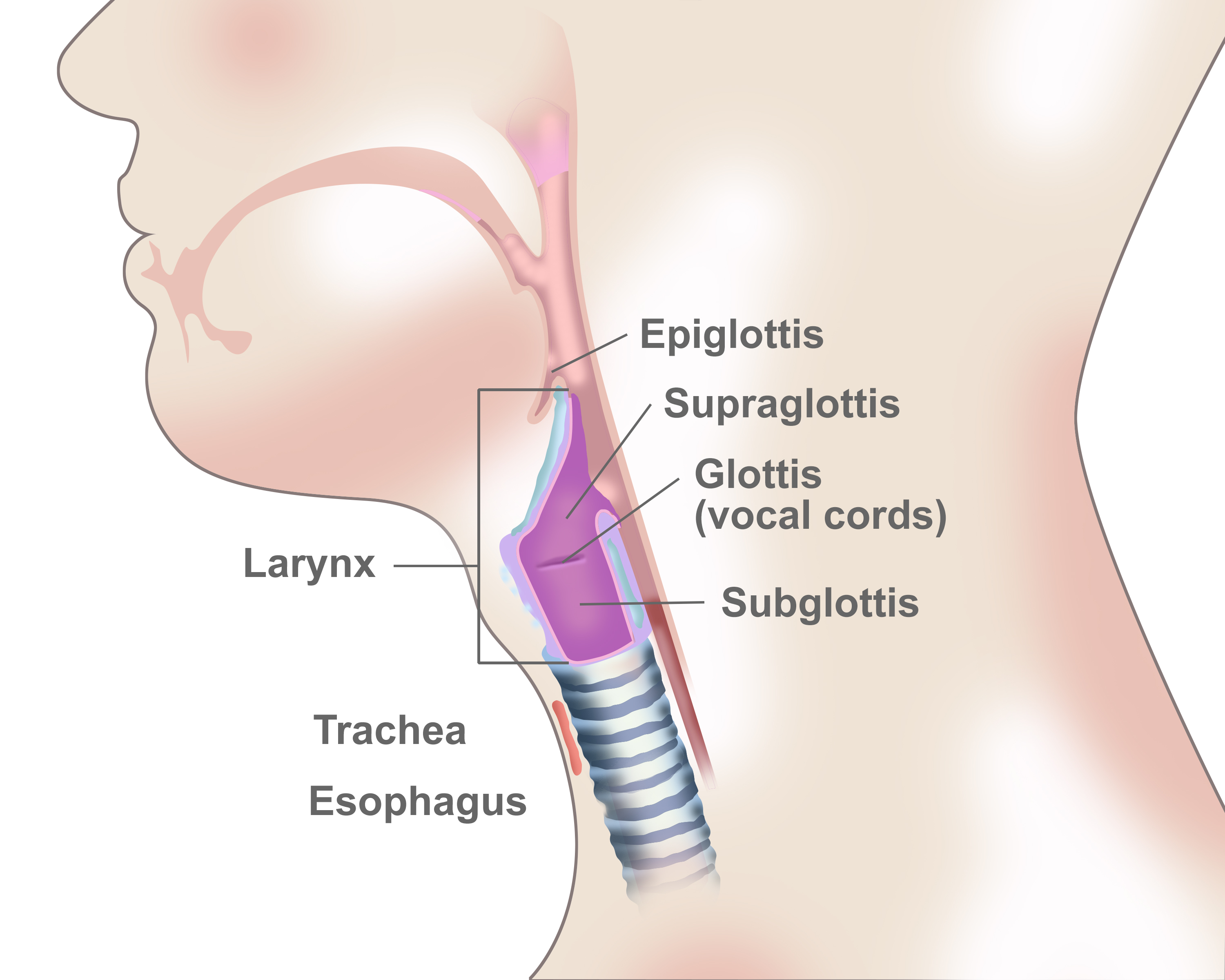 vocal cords larynx